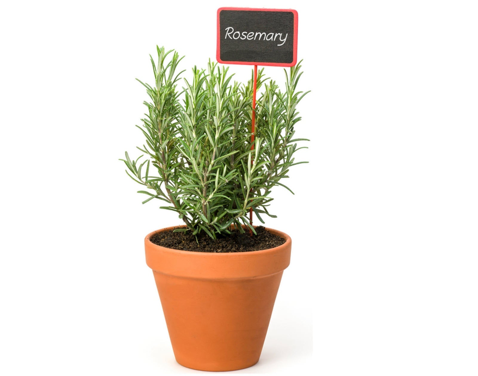Herb Pot - Rosemary (Aromatic)